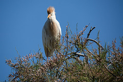 20150518 7870VRTw [R~F] Kuhreiher (Bubuleus ibis), Parc Ornithologique, Camargue