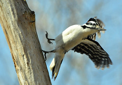 woodpecker in motion