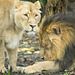 Lion and lioness together