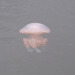 oaw - jellyfish