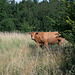 Cattle on Christmas Gorse-DSZ5731