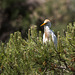 20150518 7891VRTw [R~F] Kuhreiher (Bubuleus ibis), Parc Ornithologique, Camargue