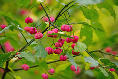 Fruits of Autumn  (spindle tree) Nov 2016
