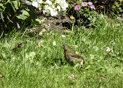 Juvenile Robin out in the sunshine
