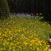 Topiary Lawn Buttercups