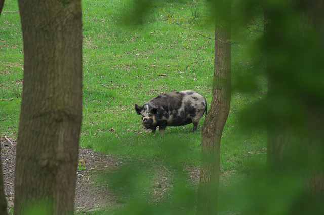 I spy piggy in the woods!