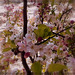 Cerisier du Japon ............Belle semaine mes ami(e)s !