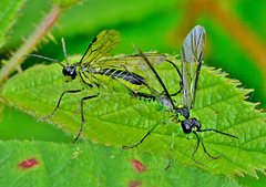 Mating Sawflies. Tenthredinidae