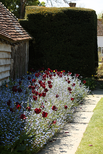 Topiary Walk Tulips & Forget-me-nots