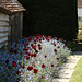 Topiary Walk Tulips & Forget-me-nots