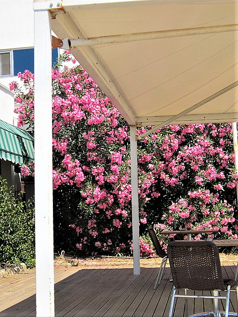 The wall was completely covered in bouganvillea