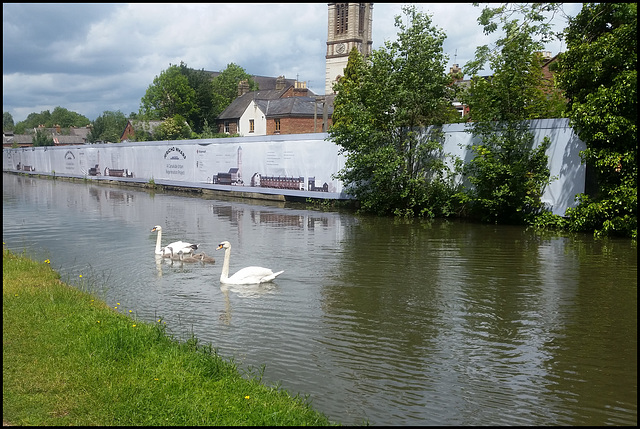 swan family at Jericho