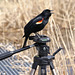 carouge à épaulettes / red-winged blackbird