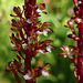 Spotted Coralroot / Corallorhiza maculata