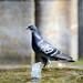 pa Pigeon à Puyguilhem, Dordogne