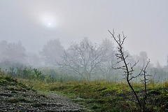 Seltsam, im Nebel zu wandern ... Strange, to wander in the mist ...