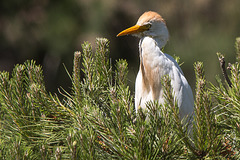 20150518 7892VRTw [R~F] Kuhreiher (Bubuleus ibis), Parc Ornithologique, Camargue