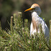 20150518 7892VRTw [R~F] Kuhreiher (Bubuleus ibis), Parc Ornithologique, Camargue