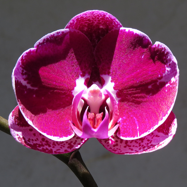 Phalaenopsis cv. flower