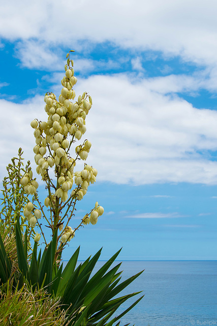 Palmlilie an der Küste - bei Vila Franca do Campo (© Buelipix)