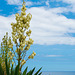 Palmlilie an der Küste - bei Vila Franca do Campo (© Buelipix)