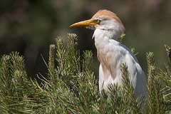 20150518 7893VRTw [R~F] Kuhreiher (Bubuleus ibis), Parc Ornithologique, Camargue