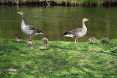 Denmark, Frederiksborg Castle Park, Goose Family Grazing on the Grass