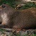 Pose académique d'un capybara