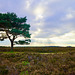 Lone tree on the New Forest