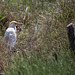 20150518 7906VRTw [R~F] Kuhreiher (Bubulcus ibis), Parc Ornithologique, Camargue