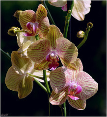 Orchidée Phalaénopsis