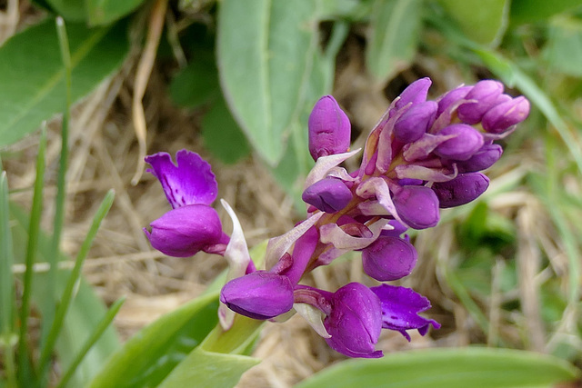 L'Orchidée d'Auvergne