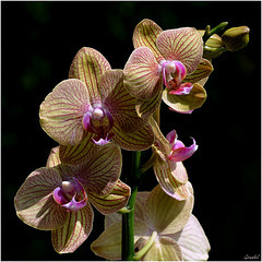 Orchidée Phalaénopsis 2