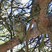 Hibou moyen-duc    (Asio otus)   (Long-eared Owl)