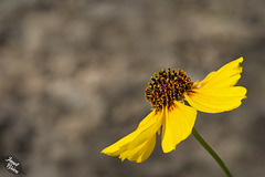 Lovely Columbia Coreopsis and Other Beautiful Sights from Detroit Lake State Park (+10 insets!)