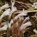 Clustered Broomrape / Orobanche fasciculata