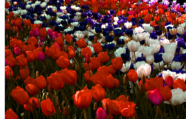 Carpet of tulips ( on Explore )