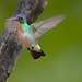 Hummingbird EF7A8847