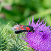 Six-spot Burnet Moth-DSD2215
