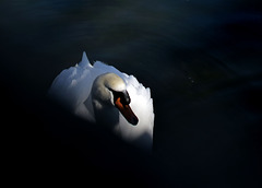 Radipole Lake Swan.