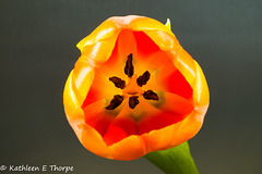 Tulip Close-Up 092816-001
