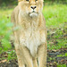 Lioness (2)