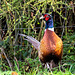 Cock Pheasant-DSZ8440