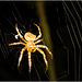IMG 0451 Spider
