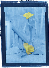 still life with yellow; gum/pigment over cyanotype