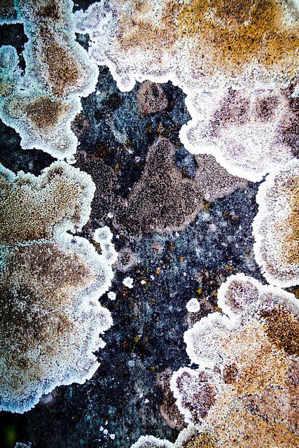Nature as an Artist: Lichen