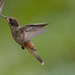 Hummingbird EF7A8842