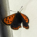 Small Copper, Lycaena phlaeas (Lycaenidae), backlit and settled