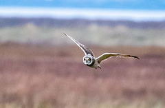 Short eared owl Short eared owl