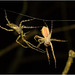 IMG 0456 Spider